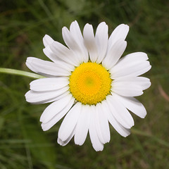 Image showing White Daisy