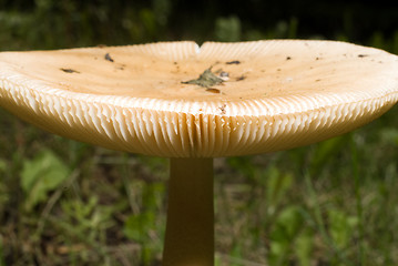 Image showing Large Mushroom