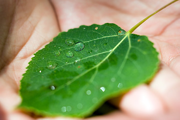 Image showing Wet Leaf