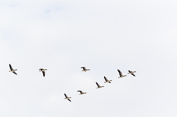 Image showing Geese formation flying upwards