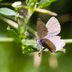 Image showing Close-up Moth