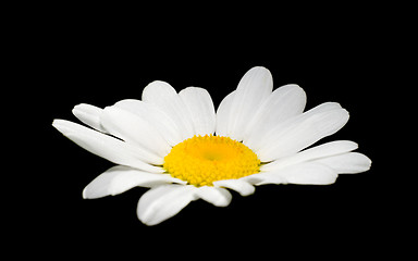 Image showing Daisy On Black