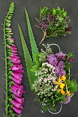 Image showing Herbs and Flowers for Herbal Medicine