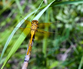 Image showing Dragonfly