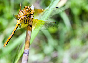 Image showing Adult Dragonfly