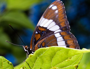 Image showing Butterfly