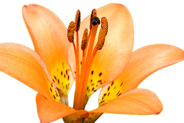 Image showing Isolated Tiger Lily