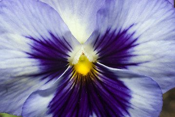 Image showing Macro Pansy