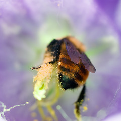 Image showing Bee Collecting Pollen