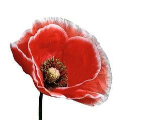 Image showing poppy-isolated