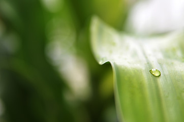 Image showing Water drops on the green leaf