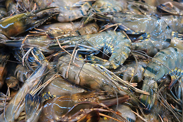 Image showing Fresh raw shrimps prawns 