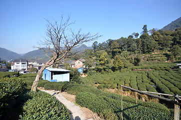 Image showing Beautiful fresh green chinese Longjing tea plantation