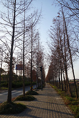 Image showing Beautiful Autumn scenery in Shanghai