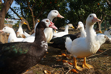 Image showing Ducks in farm traditional farming 