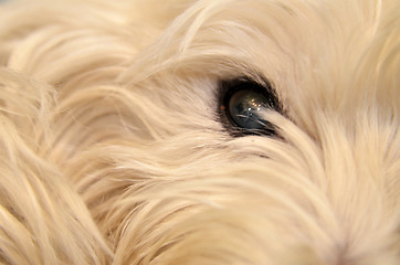 Image showing Eye dog. close up