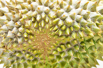 Image showing Durian fruit isolated on white background