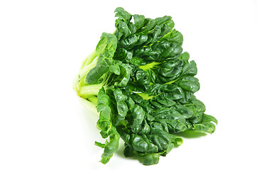 Image showing Chinese flat cabbage (Brassica chinensis) or Tah Tsai lettuce