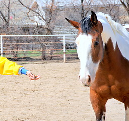 Image showing Feeding the horse.