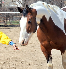 Image showing Feeding the horse.