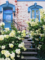 Image showing White gardenias decorating facade of a picturesque townhouse