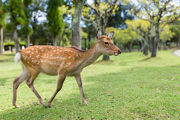 Image showing Deer 