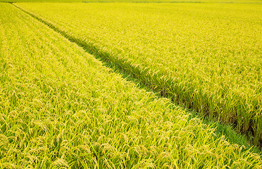 Image showing Paddy Rice farm