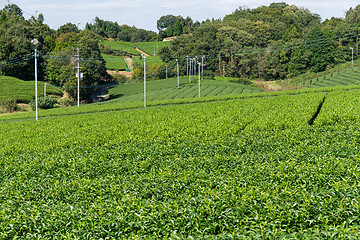 Image showing Green tea tree in farm