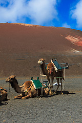Image showing Camels in Timanfaya National Park on Lanzarote.