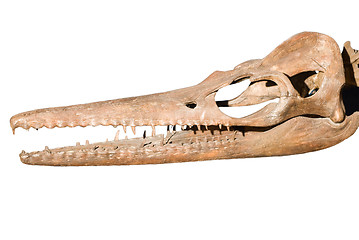 Image showing Dinosaur Skull