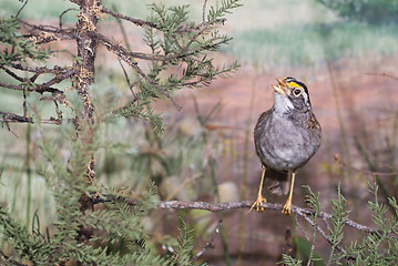 Image showing Song Bird