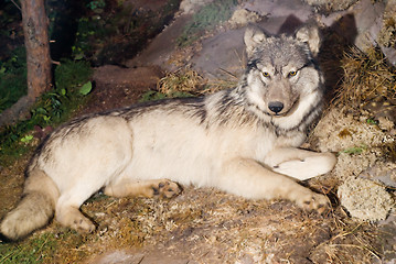 Image showing Wolf