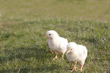 Image showing Young chicken on a meadow