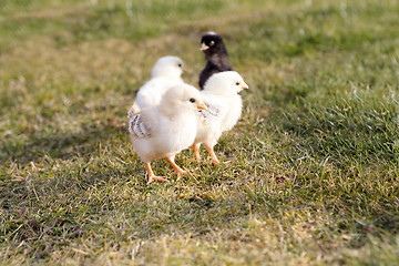 Image showing Young chicken on a meadow