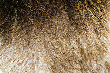 Image showing Beaver Pelt