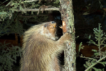 Image showing Beaver Climbing A Tree