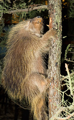 Image showing Large Beaver