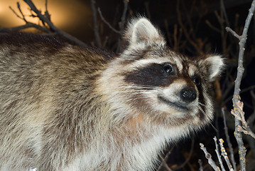 Image showing Raccoon