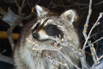 Image showing Wild Raccoon