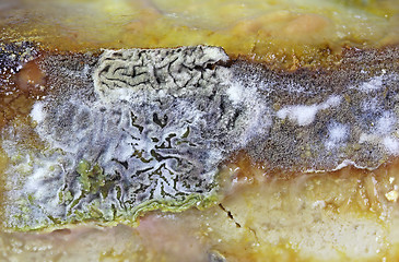 Image showing Detail of Spoiled Moldy cheese close up