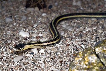 Image showing Garter Snake