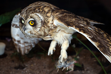 Image showing Owl Hunting At Night