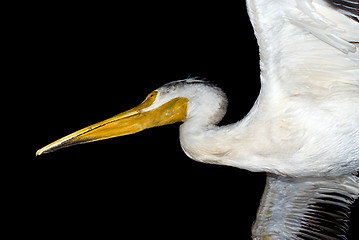 Image showing Isolated Pelican