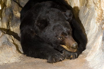 Image showing Black Bear