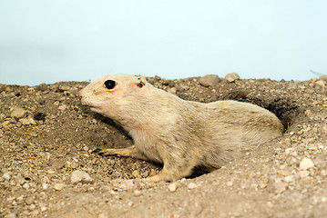 Image showing Prairie Dog