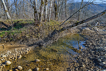 Image showing Tree above the river