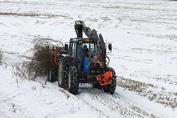 Image showing Transporting Brushwood by Farm Tractor