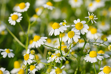 Image showing Camomille flowers grow at meadow