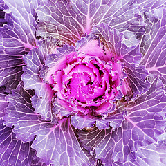 Image showing Flowering purple kale cabbage