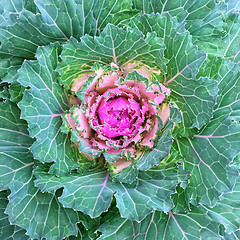 Image showing Colorful ornamental kale cabbage